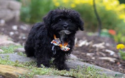 Yorkiepoo dogs for sale: Moses - Image 14