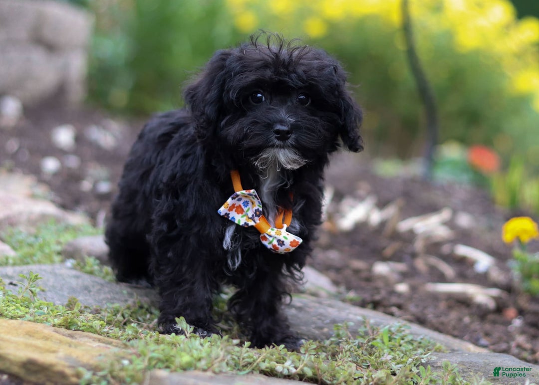 Yorkiepoo dogs for sale: Moses - Image 14