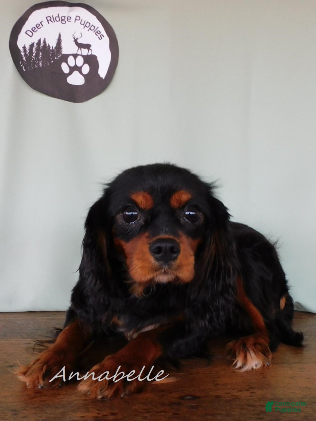 Cavalier King Charles Spaniel dogs for sale: Cooper - Image 10