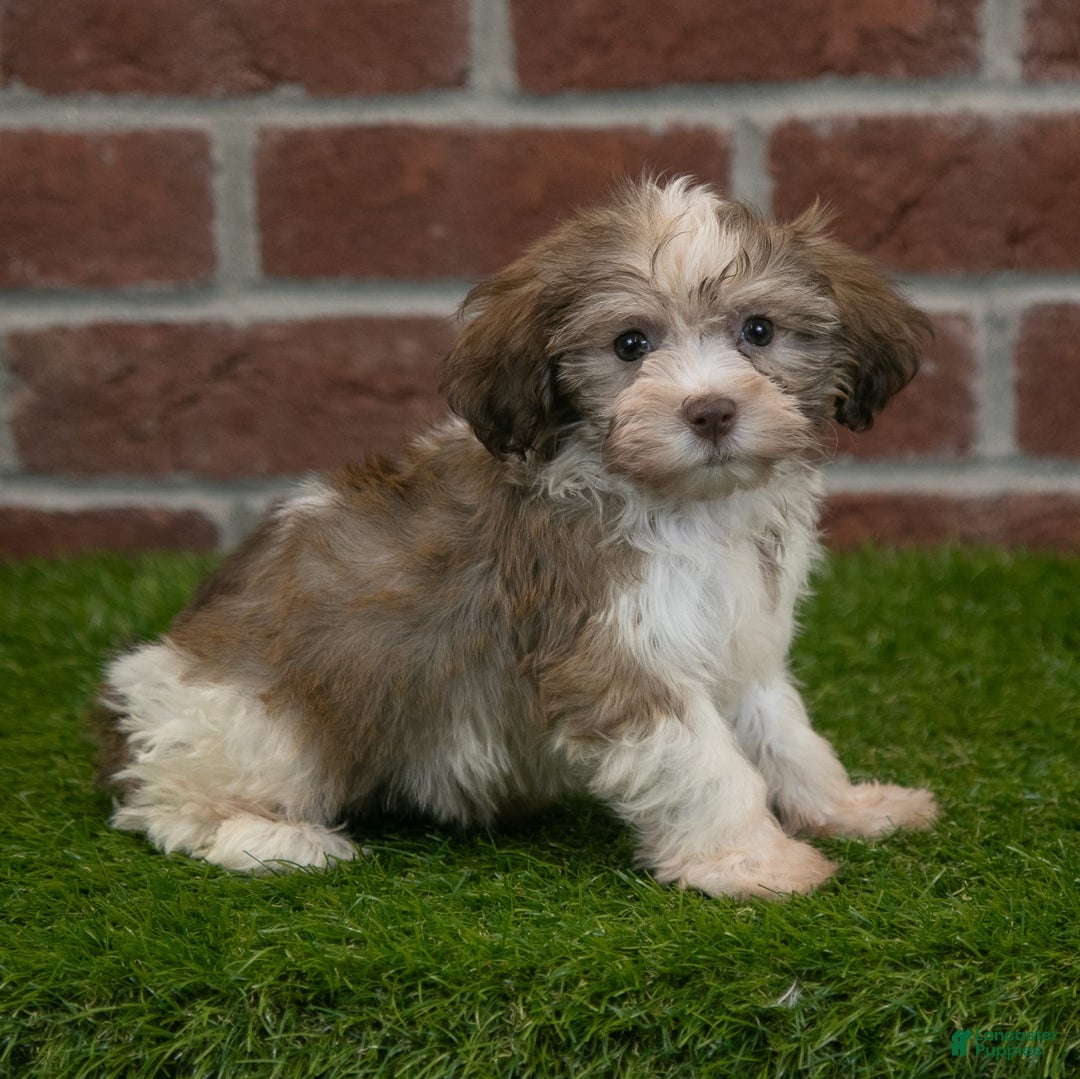 Havanese dogs for sale: Roscoe - Image 1