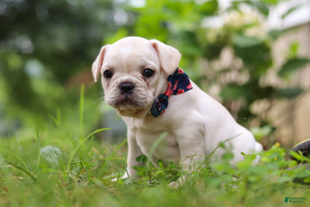 French Bulldog dogs for sale: Clover - Image 4
