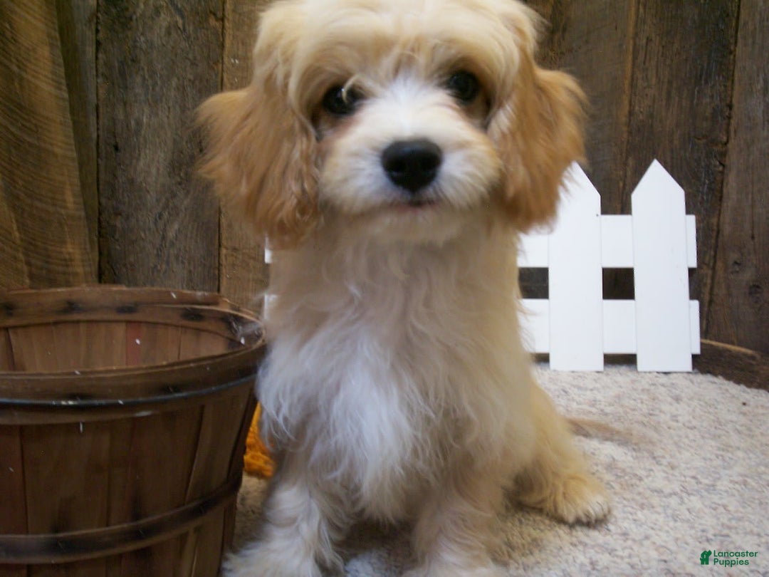 Cavachon dogs for sale: Piper - Image 3