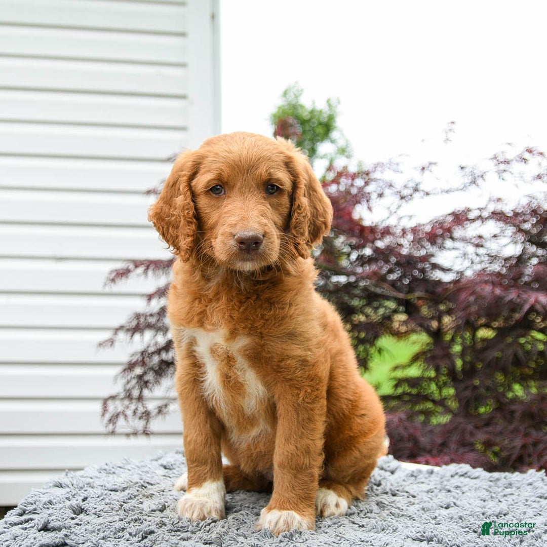 Goldendoodle dogs for sale: Cupcake - Image 3