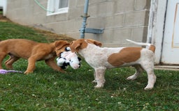 Beagle dogs for sale: Cookie - Image 16