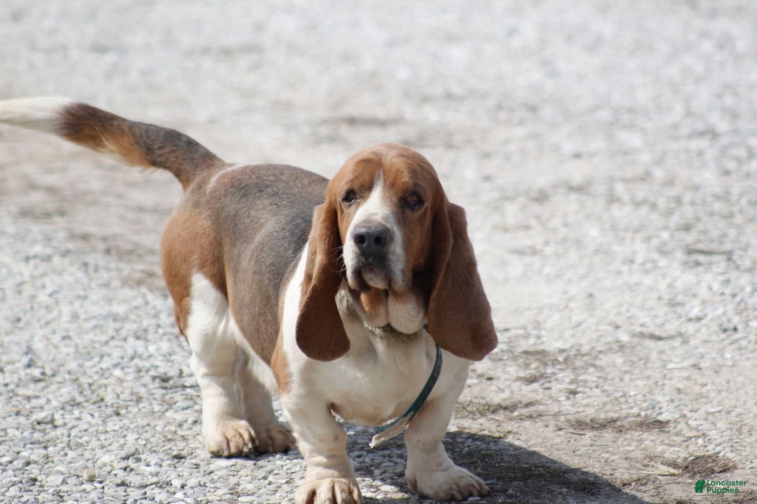 Basset Hound dogs for sale: Ann - Listing for pets: Ann, DEB, Flo, IDA, Jed, Ned, Ted - Image 9