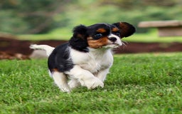 Cavalier King Charles Spaniel dogs for sale: Bailey - Image 9