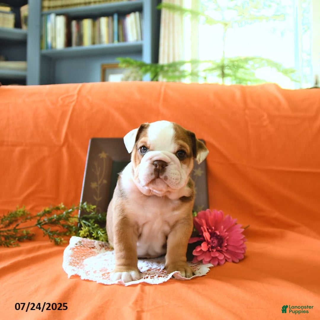 English Bulldog dogs for sale: Kathy - Image 8