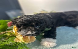 Mini Bernedoodle dogs for sale: Diamond - Image 12
