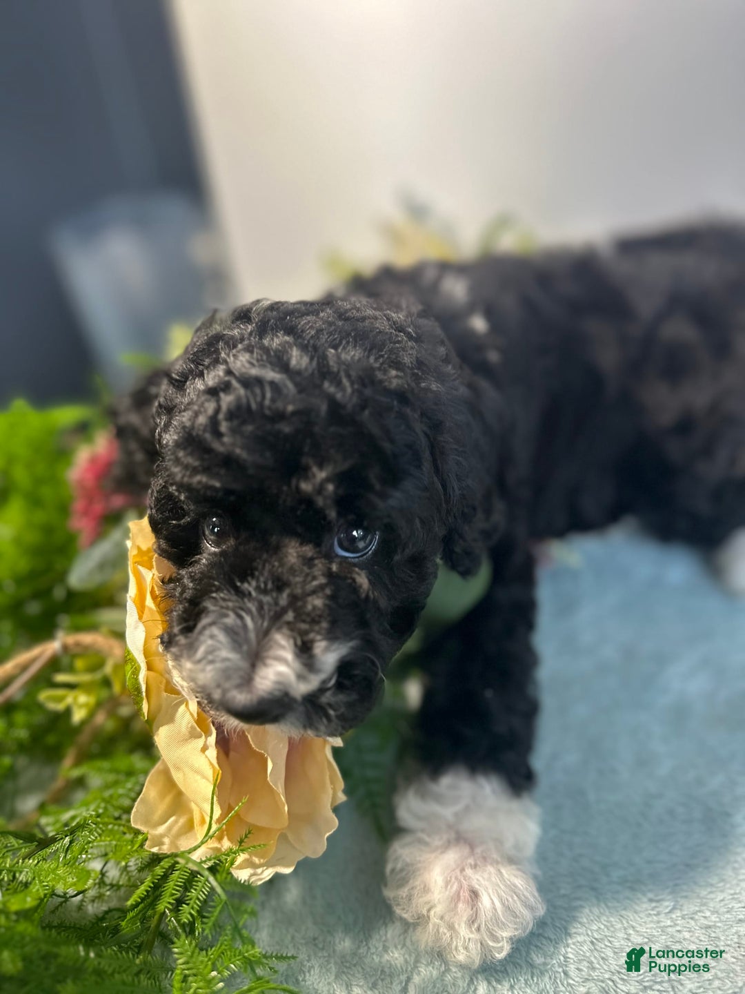 Mini Bernedoodle dogs for sale: Diamond - Image 12