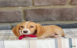 Miniature Dachshund dogs for sale: Skippy - Image 3