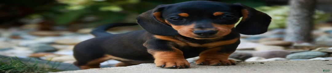 Heidi