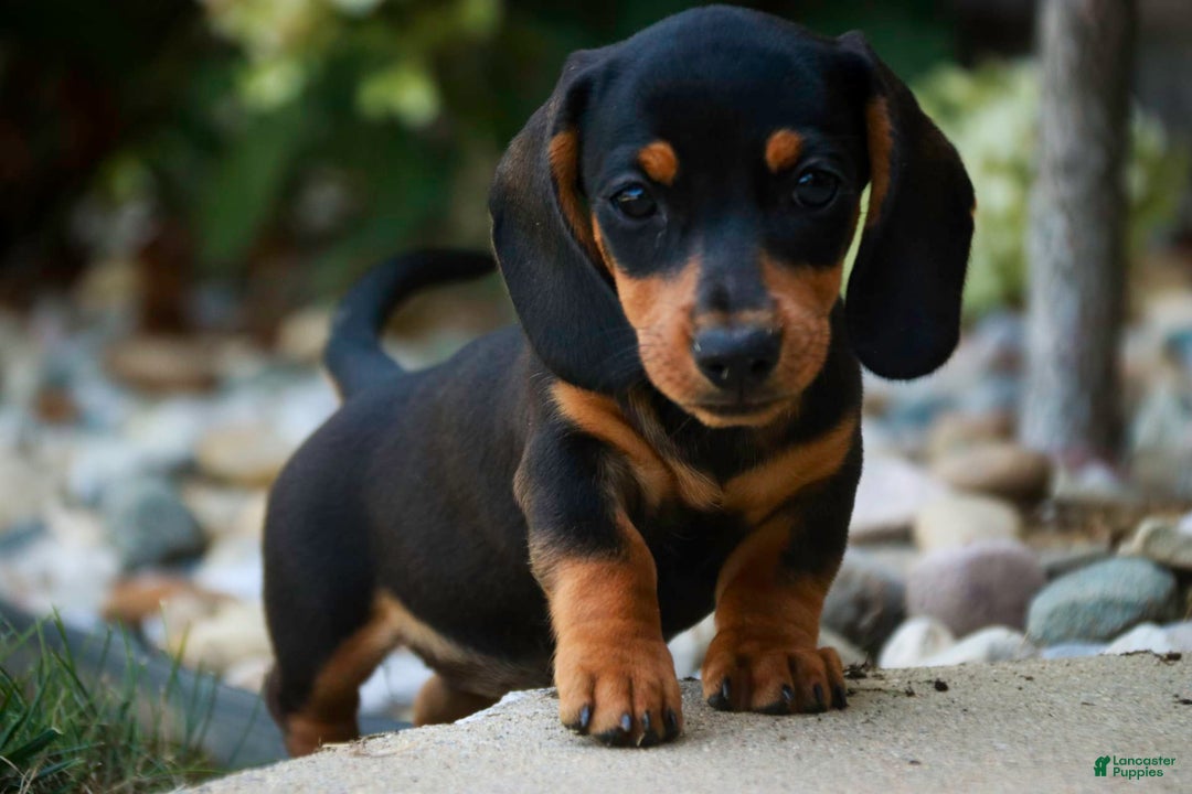Miniature Dachshund dogs for sale: Heidi - Image 7