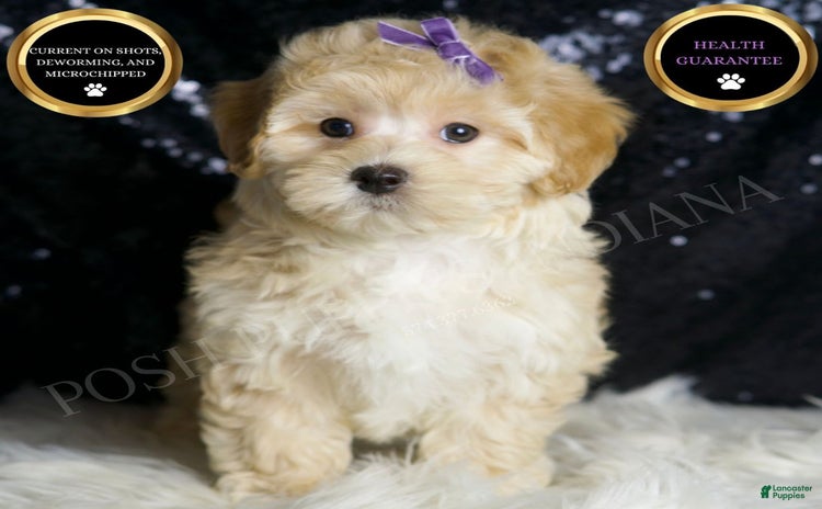 Maltipoo dogs - Advert 10