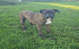 Boxer dogs for sale: Bruno - Image 7