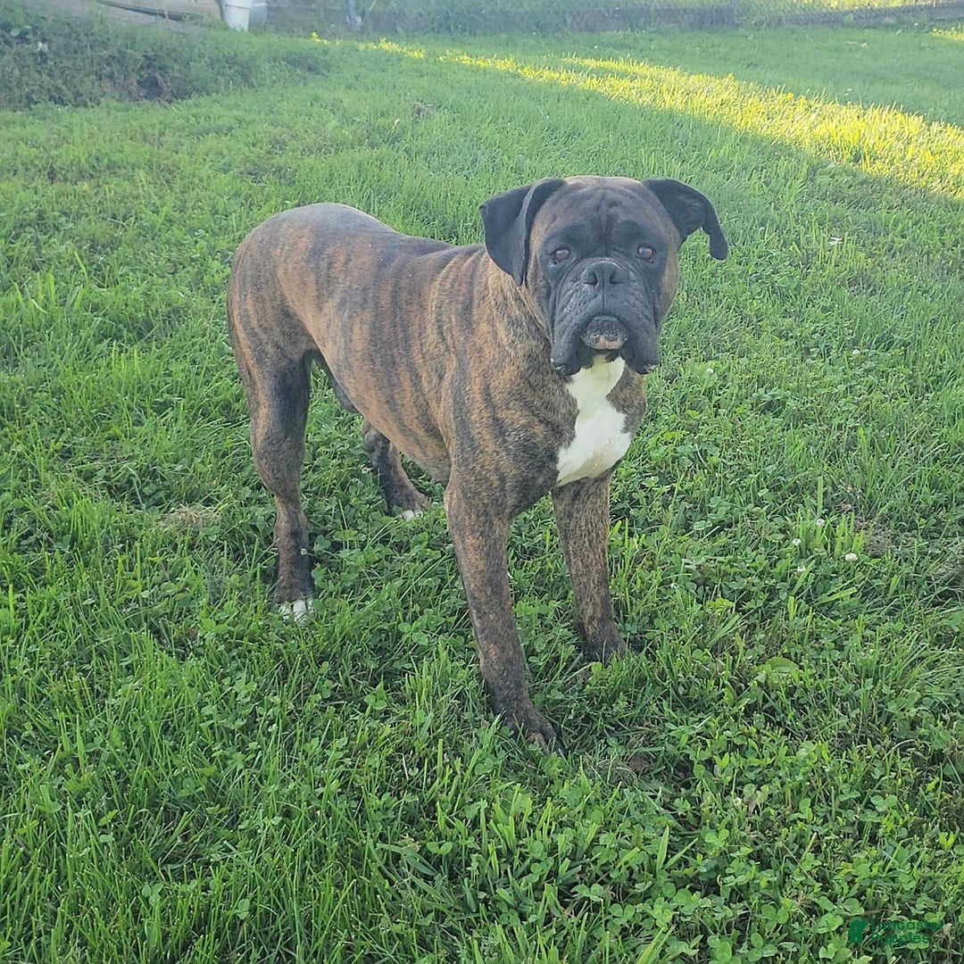 Boxer dogs for sale: Bruno - Image 7