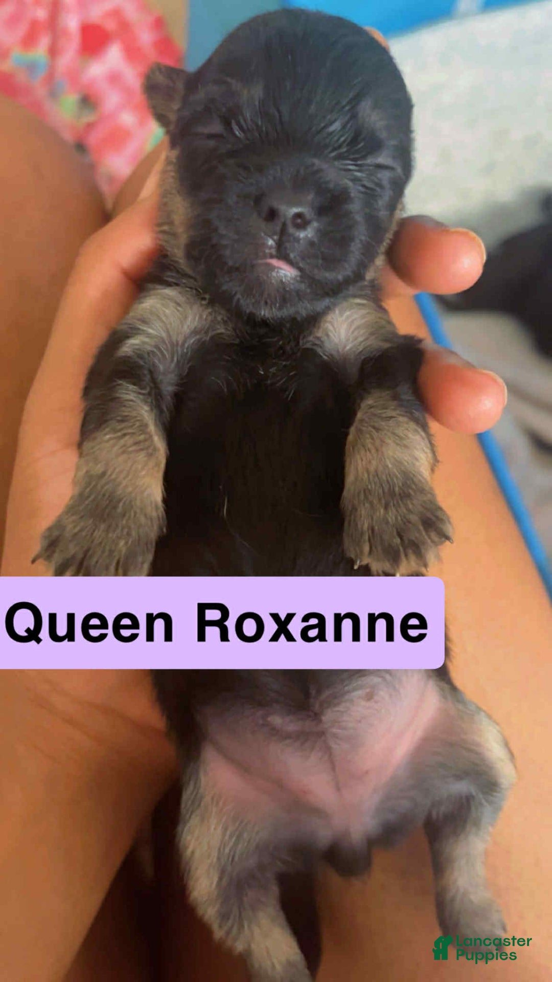 Shih Tzu dogs for sale: Queen Roxane - Image 1