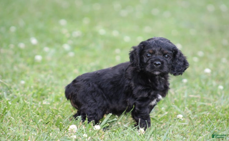 Cocker Spaniel dogs for sale - Ad 3
