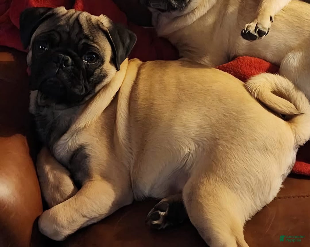 Pug dogs for sale: Opal Girl 1 - Image 3