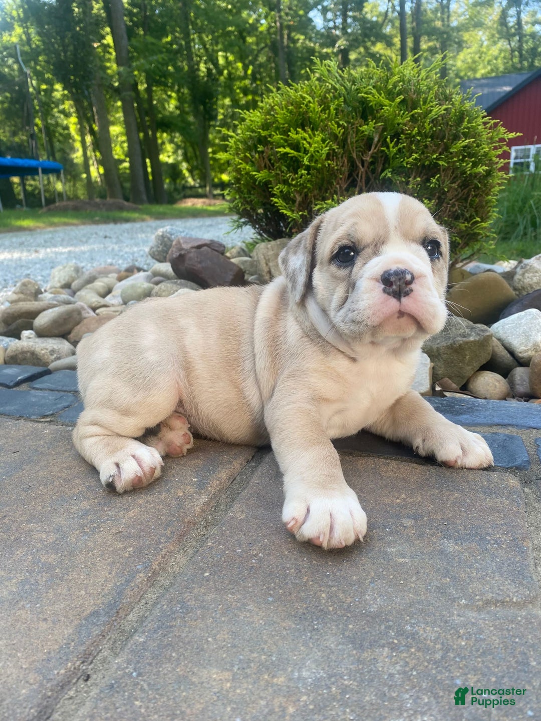 French Bulldog dogs for sale: Milly - Image 8