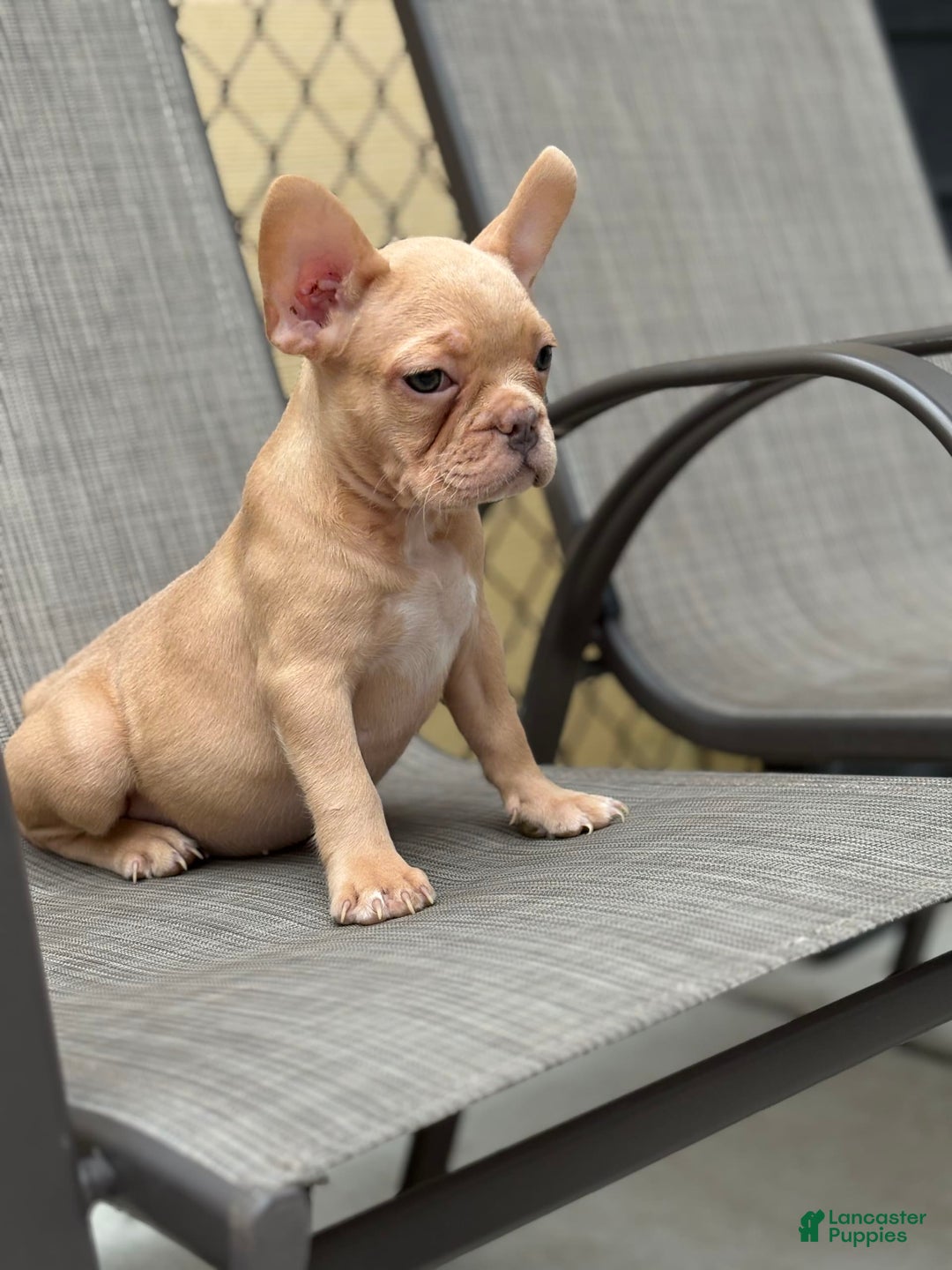 French Bulldog dogs for sale: Karen - Image 2