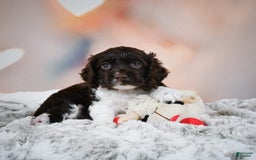 Cocker Spaniel dogs for sale: Leo - Image 3