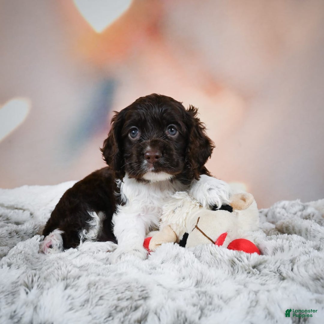Cocker Spaniel dogs for sale: Leo - Image 3