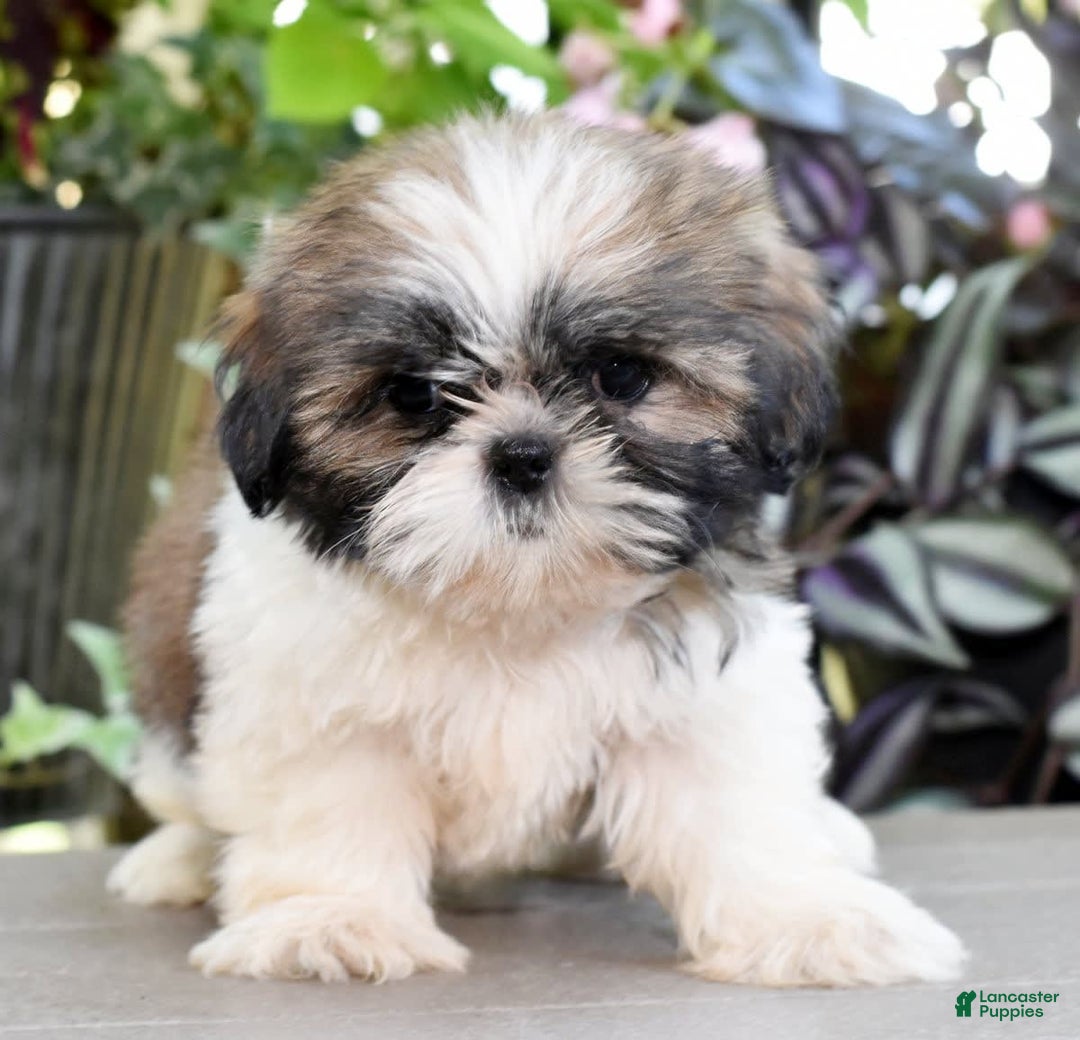 Shih Tzu dogs for sale: Daisy - Image 2