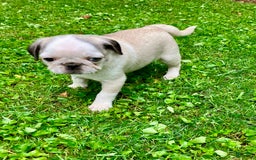 Pug dogs for sale: Tucker - Image 2