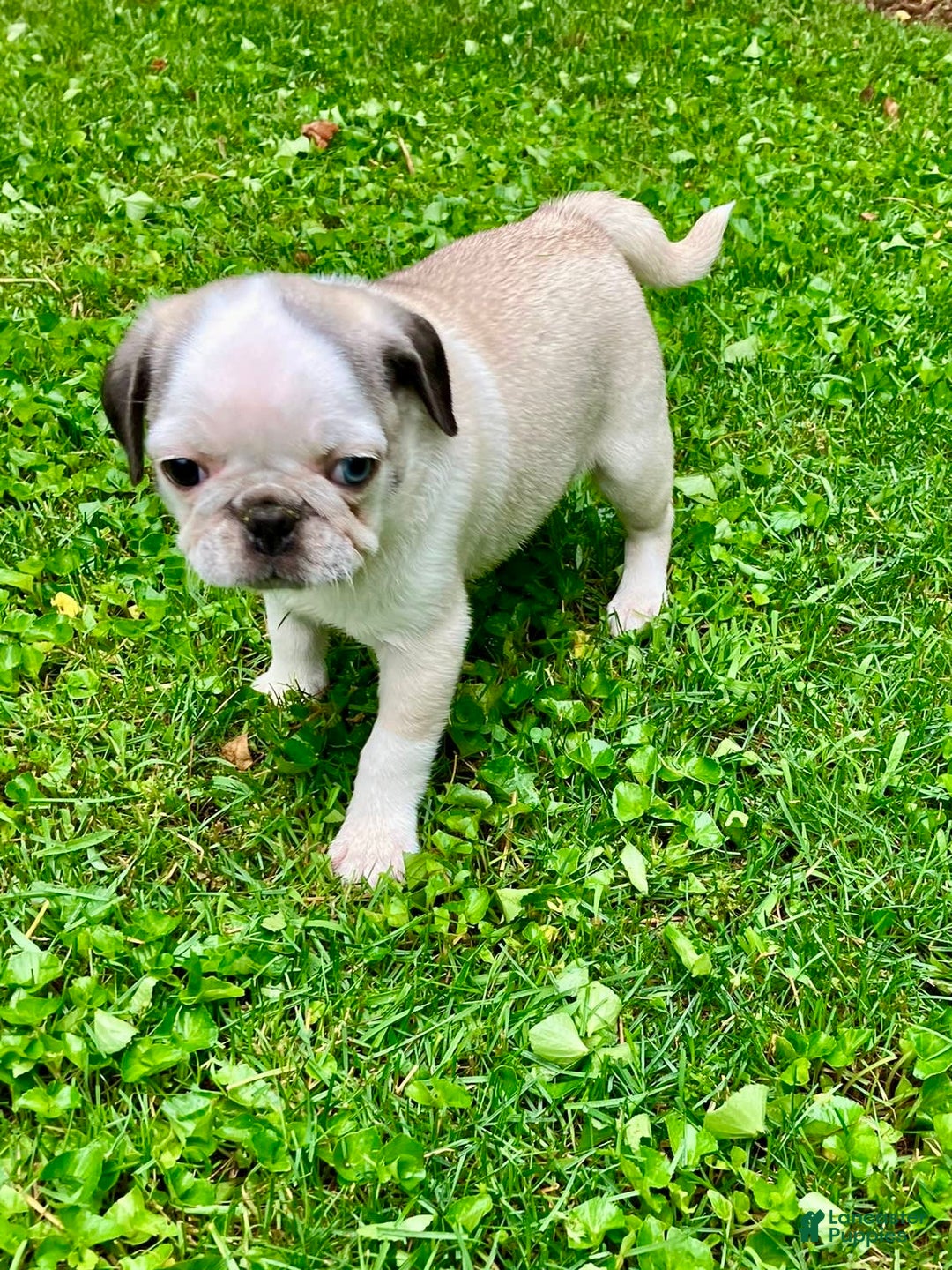 Pug dogs for sale: Tucker - Image 2
