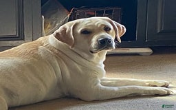 Labrador Retriever dogs for sale: Martha - Image 5