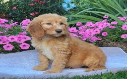 Goldendoodle dogs for sale: Rocky - Image 3