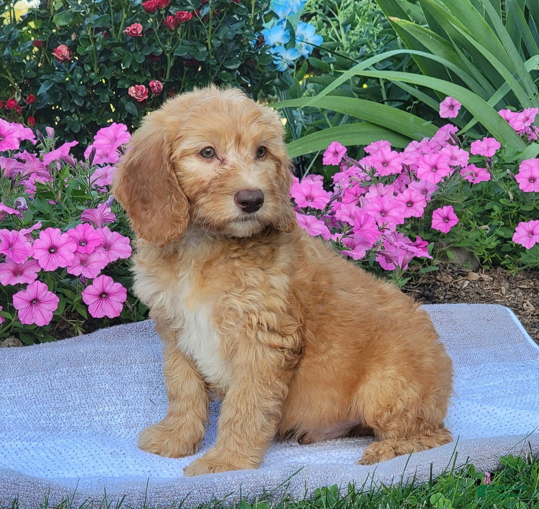 Goldendoodle dogs for sale: Rocky - Image 3