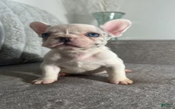 French Bulldog dogs for sale: Barbie - Image 3