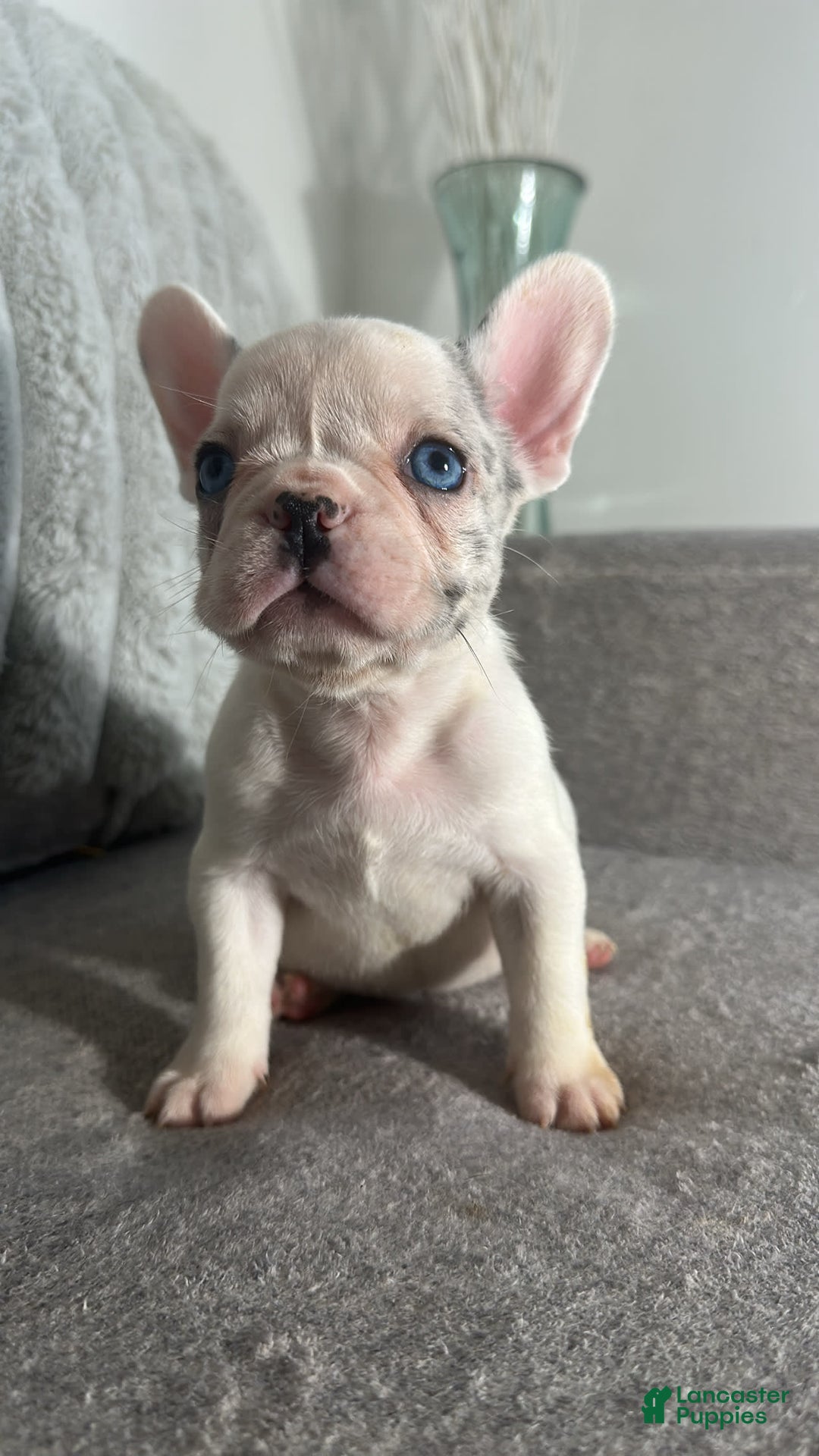 French Bulldog dogs for sale: Barbie - Image 3