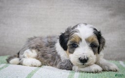 Mini Bernedoodle dogs for sale: Luke - Image 5