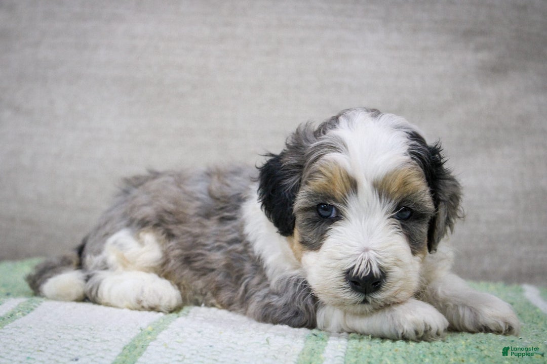 Mini Bernedoodle dogs for sale: Luke - Image 5