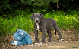 Great Dane dogs for sale: Lucy - Image 1