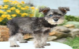Miniature Schnauzer dogs for sale: Ocean - Image 3