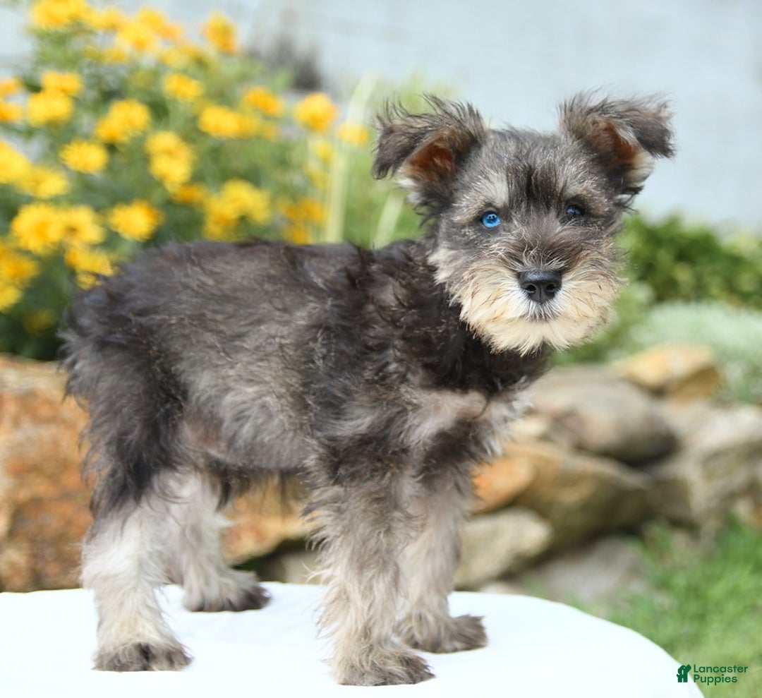 Miniature Schnauzer dogs for sale: Ocean - Image 3