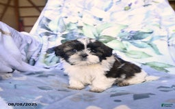 Shih Tzu dogs for sale: Kody - Image 1