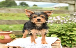 Yorkshire Terrier dogs for sale: Chester - Image 5