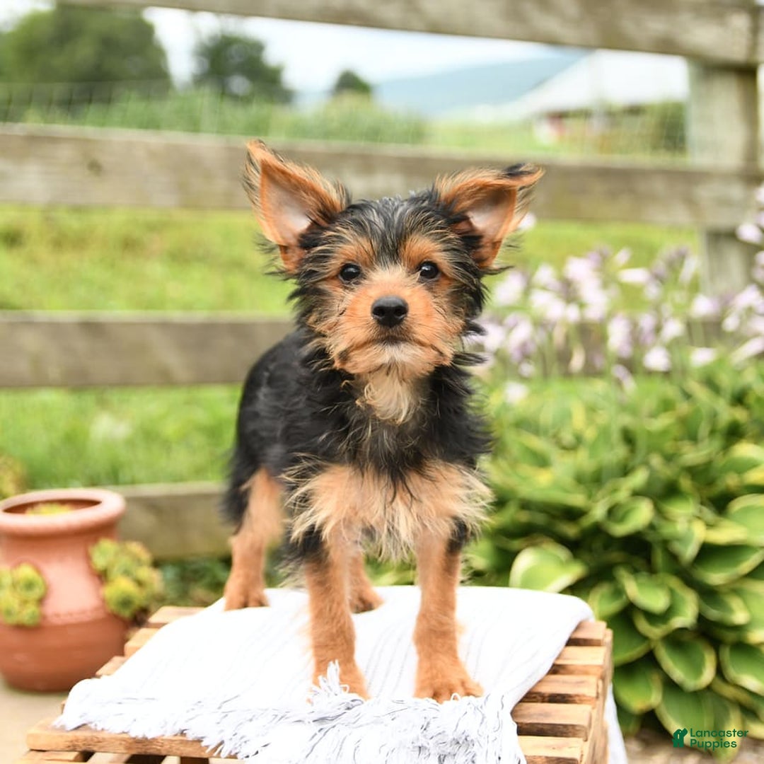Yorkshire Terrier dogs for sale: Chester - Image 5