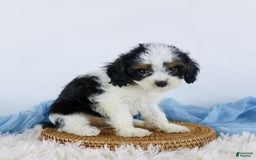 Cavapoo dogs for sale: Bryson - Image 3
