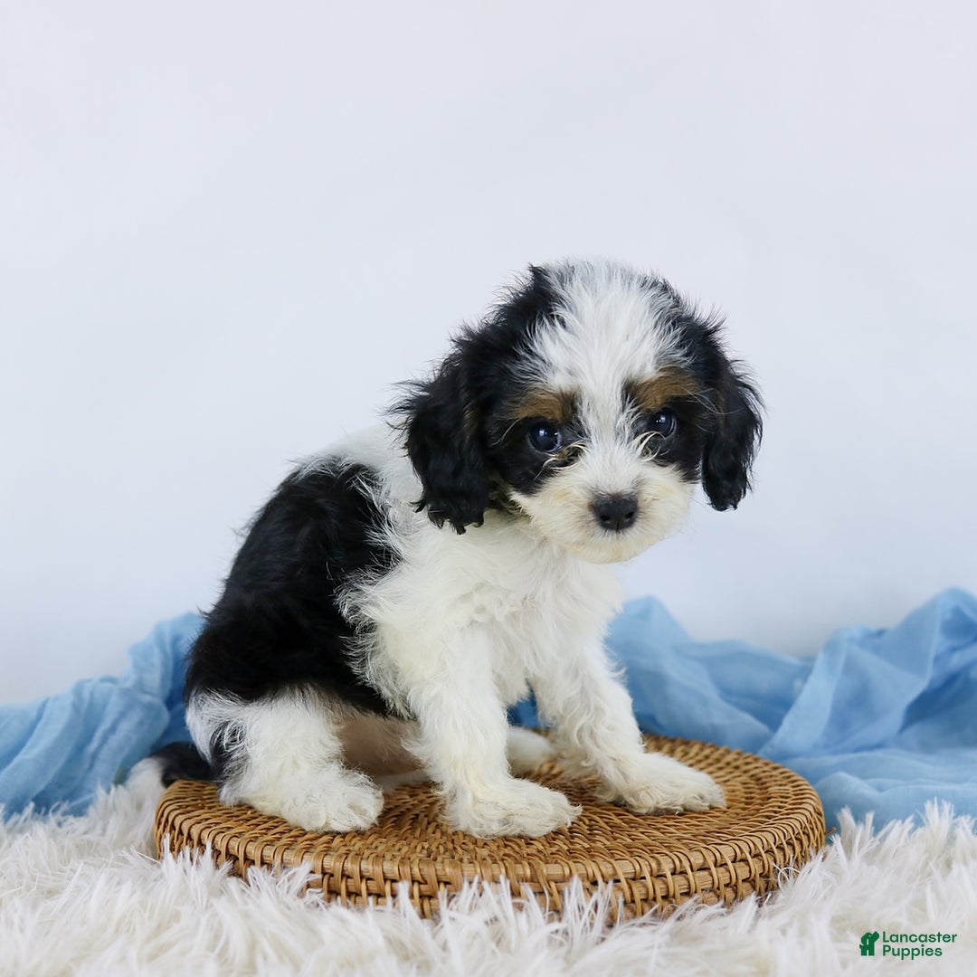 Cavapoo dogs for sale: Bryson - Image 3