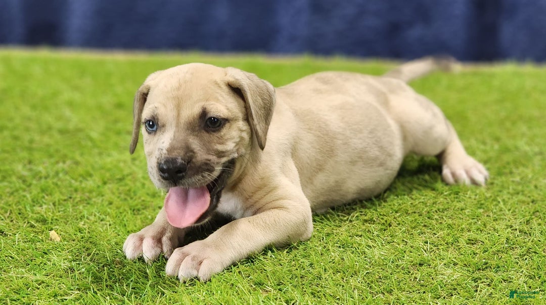 Catahoula Leopard Dog dogs for sale: Duchess 2025 Male 3 - Image 1