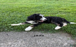 Bernedoodle dogs for sale: Jade 77814 - Image 4