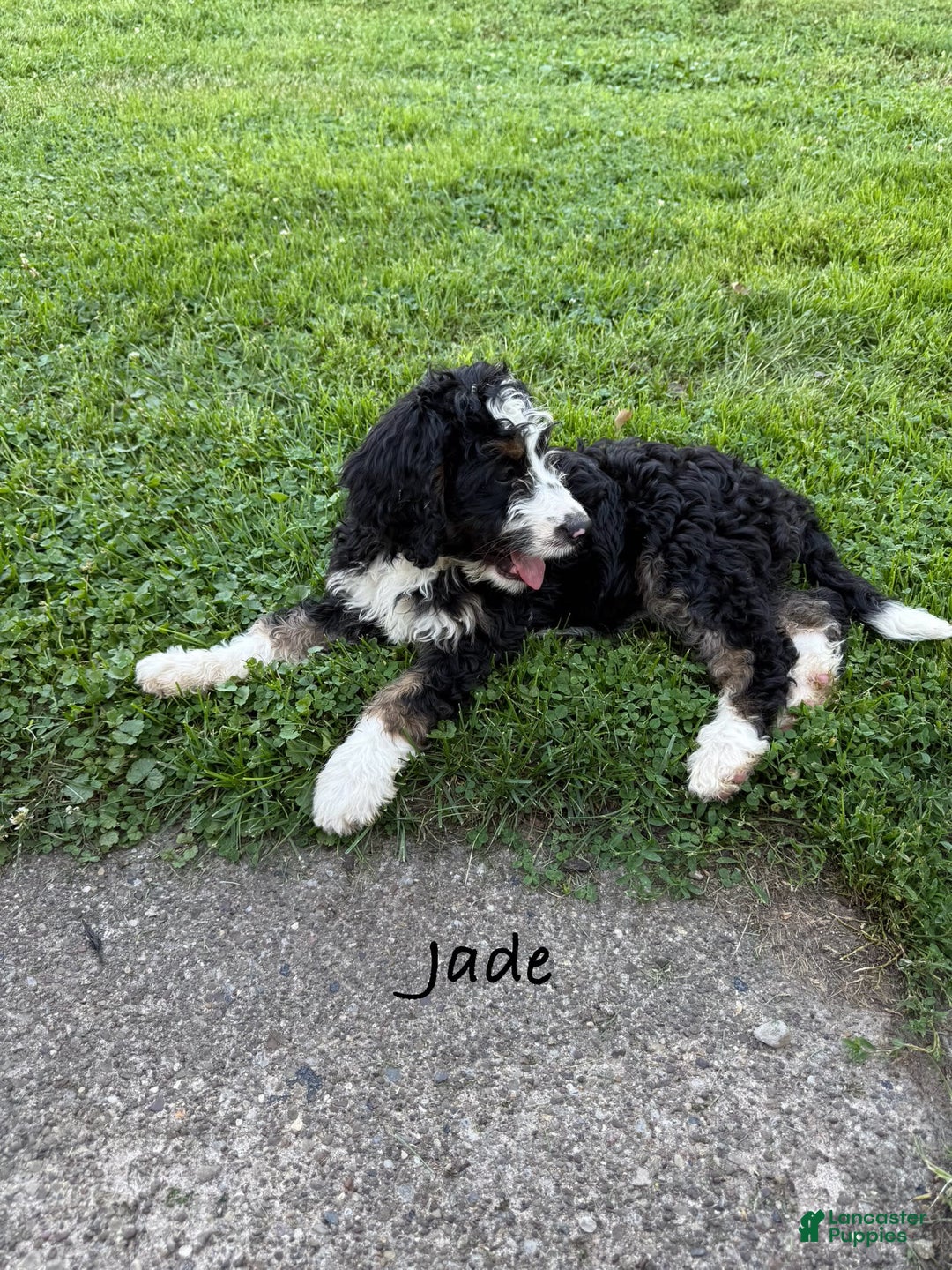 Bernedoodle dogs for sale: Jade 77814 - Image 4