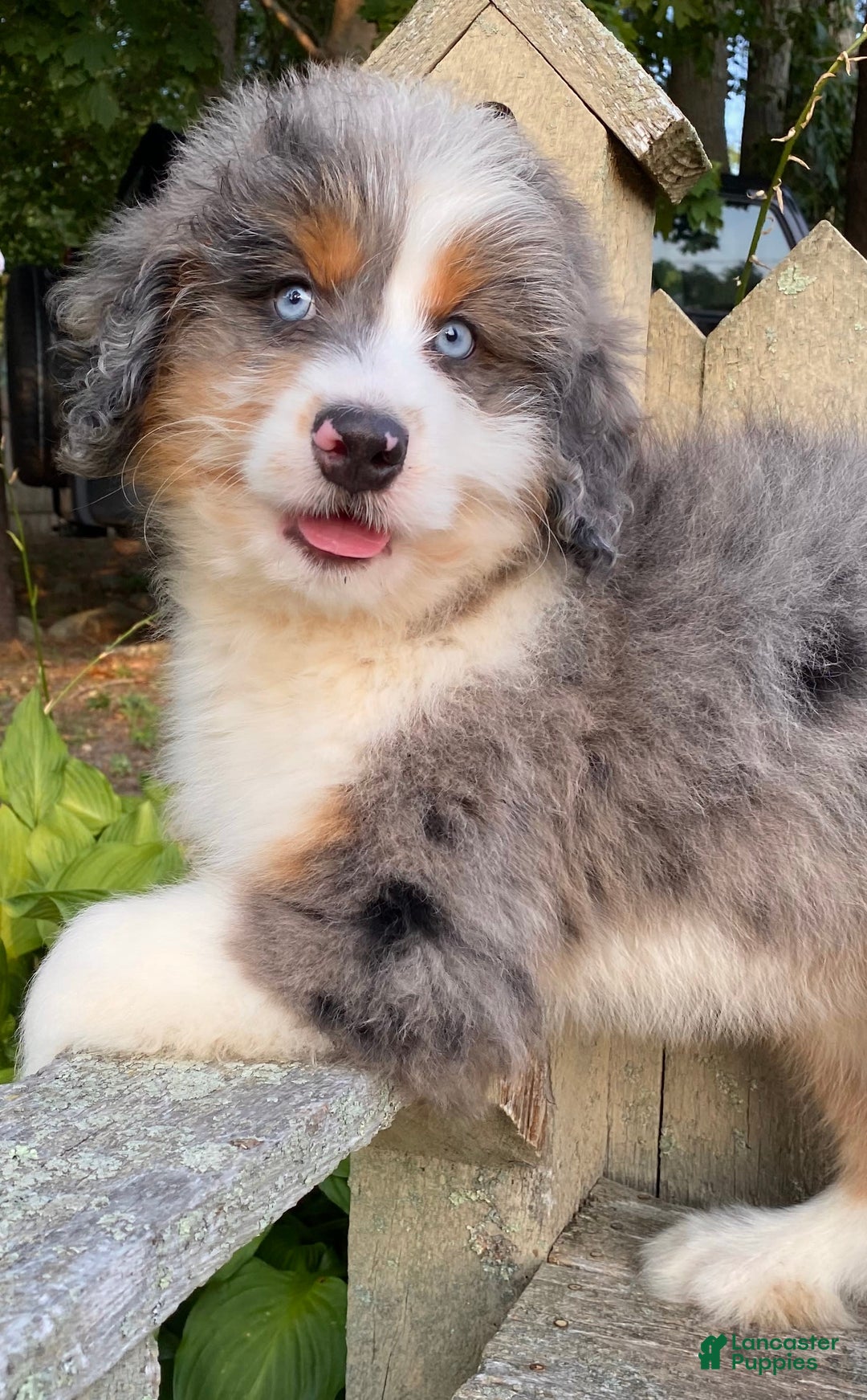 Mini Bernedoodle dogs for sale: 🤎 In Boston Massachusetts 🤎 Two Blue Eyes 🤎 Mini Bernedoodle 🤎 - Image 6