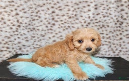 Cavapoo dogs for sale: Cavapoo 7 puppies - Image 5