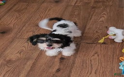 Cavachon dogs for sale: Destin - Image 17